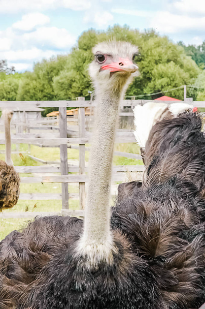 ostrich bird head and neck front portrait - Фото, изображение