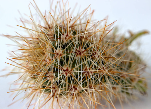 Widok z boku kwitnienia kaktusów. Selektywny fokus na Kaktus, w otoczeniu wielu dawno przejrzyste i białe kolce. - Zdjęcie, obraz
