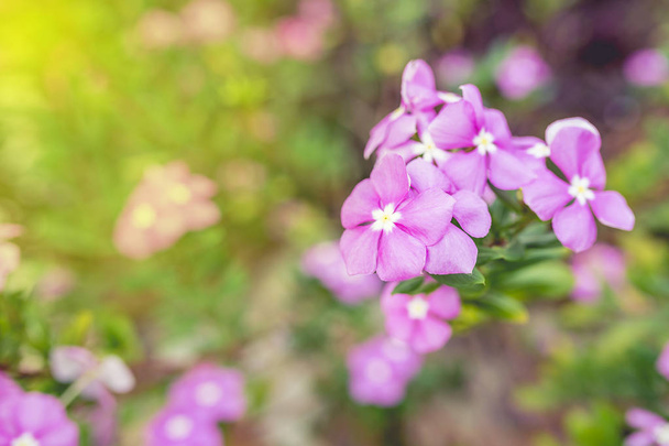 Beautiful purple flower in a garden. - (Selective focus / Split  - Фото, изображение
