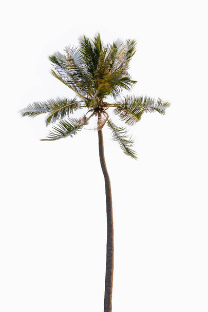 Coconut palm tree on isolated white background. - Photo, Image