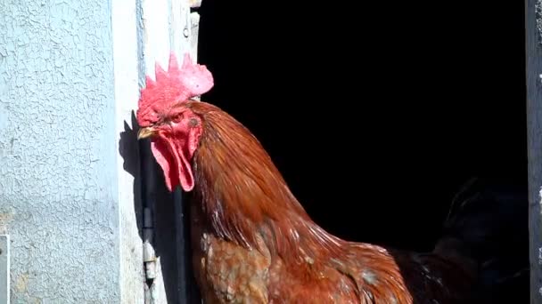 Kuřata chodit na nádvoří - Záběry, video