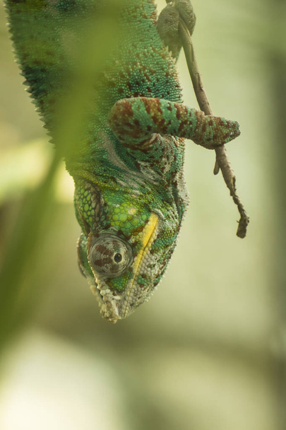 Chamaeleonidae різнокольорові хамелеон
 - Фото, зображення