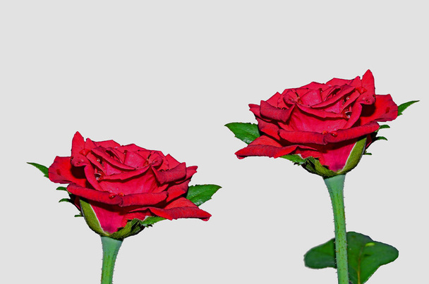 Rosa rossa isolata
 - Foto, immagini