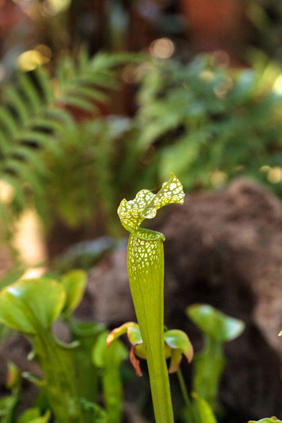 Amerikkalainen kannu kasvi, Sarracenia, on lihansyöjä kasvi
 - Valokuva, kuva