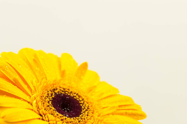 beautiful bright yellow gerber - Foto, Imagen