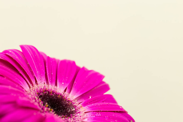 bright pink gerber in macro - Φωτογραφία, εικόνα