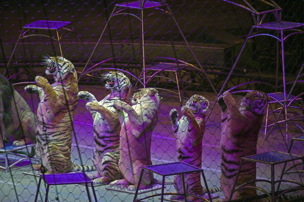 Lions and tigers perform during Ringling Bros show in Brooklyn N - Foto, Imagen