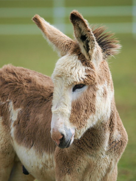 Bonito bebé burro
 - Foto, imagen