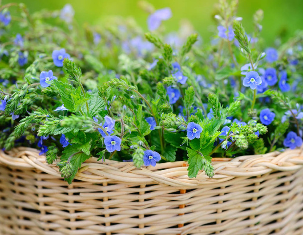 Verónica flores (Veronica chamaedrys) en una cesta
 - Foto, Imagen