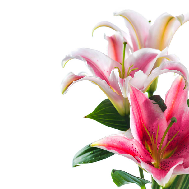 Розовый букет лилии цветок изолирован на белом фоне
 - Фото, изображение