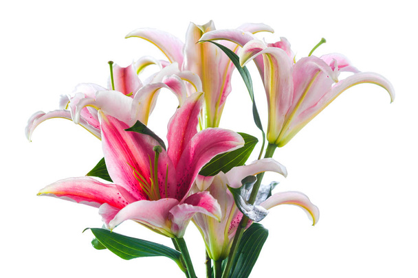 Różowy bukiet kwiat lilii na białym tle - Zdjęcie, obraz