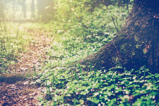 Tree trunk and path in the spring forest, image with retro tonin - Foto, Bild