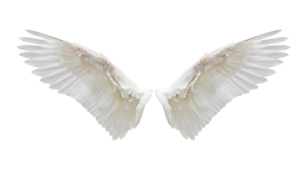 Plumaje interno del ala blanca
 - Foto, imagen