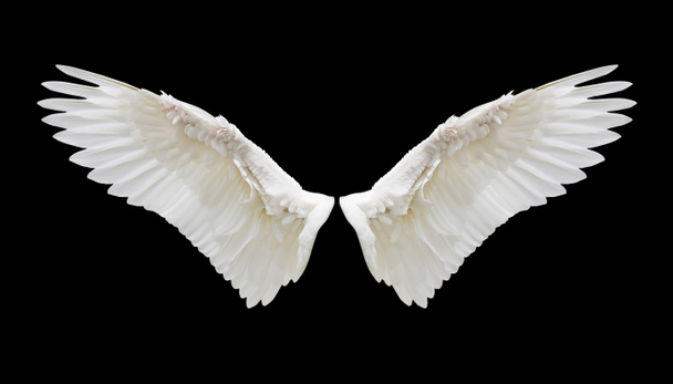 Sisäinen valkoinen siipi plumage
 - Valokuva, kuva