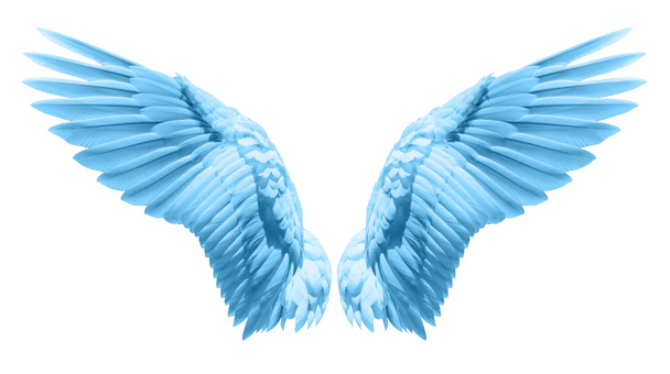 Натуральне оперення синього крила
 - Фото, зображення