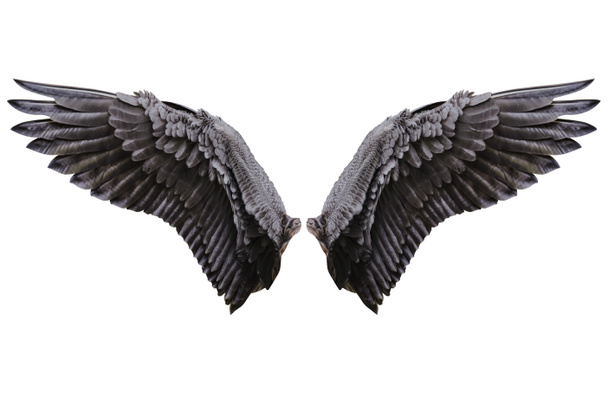 天使の羽、自然な黒翼の羽 - 写真・画像