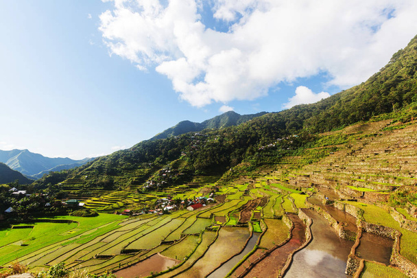 Belos terraços de arroz verde
 - Foto, Imagem
