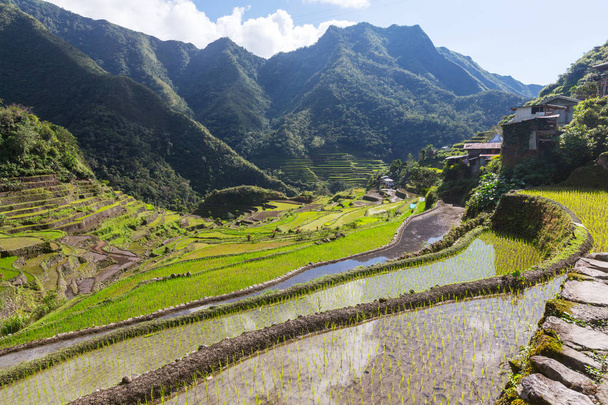 Belos terraços de arroz verde
 - Foto, Imagem