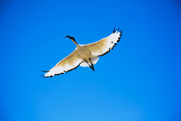 Hermoso pájaro blanco grande en vuelo contra el cielo azul, alas enderezadas
 - Foto, imagen