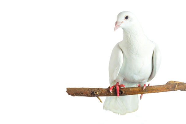 Pigeon blanc à la branche de l'arbre sur fond blanc
 - Photo, image