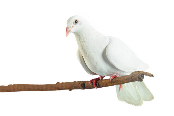 Pigeon blanc à la branche de l'arbre sur fond blanc
 - Photo, image