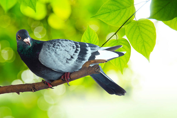 Gray pigeon at tree branch - Foto, Bild