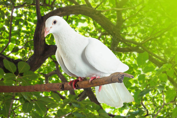 Bílý holub na větev stromu - Fotografie, Obrázek