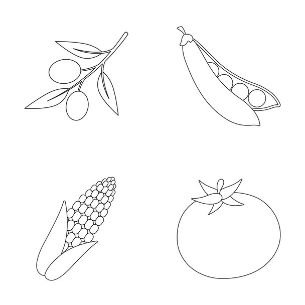 Olives on a branch, sweet peas, corn cob, red tomato. Vegetables set collection icons in outline style vector symbol stock illustration web. - Vettoriali, immagini