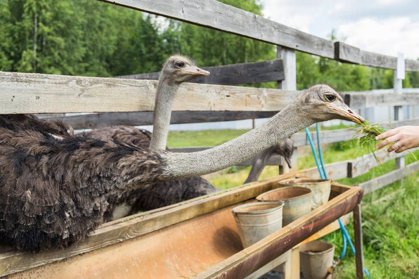 Feeding of ostrich on a farm - 写真・画像