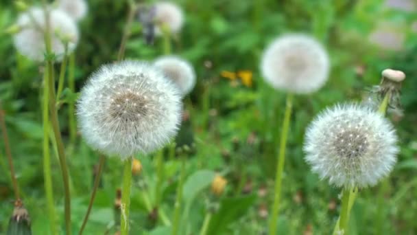 Group of White Fluffy Dandelions in the Grass. - Footage, Video