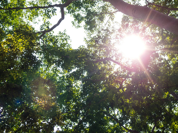 Green forest sunlight Nature - Фото, зображення
