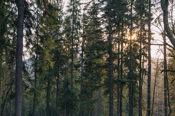 Sunrise in forest. - Foto, Imagen