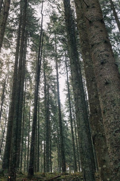 Tall pine trees in the forest. - 写真・画像