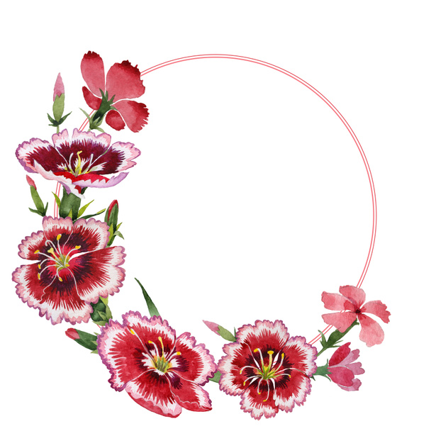 Wildflower carnation flower frame in a watercolor style isolated. - Φωτογραφία, εικόνα