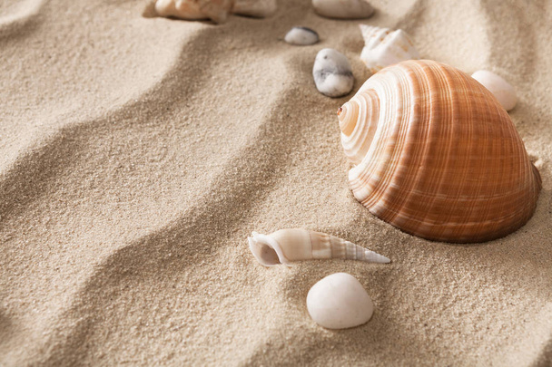 Sea beach sand and seashells background, natural seashore - 写真・画像