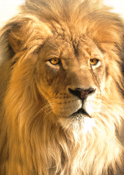 Portrait de lion d'Afrique, panthera leo
 - Photo, image