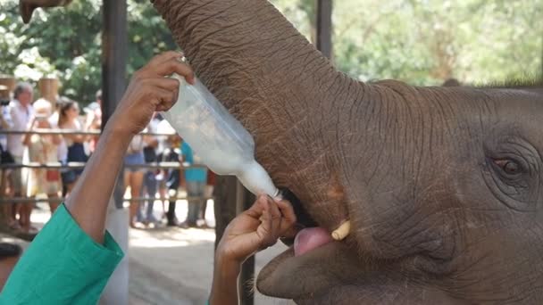 Αρσενικό Ινδικό χέρια είναι σίτιση γάλα ένα μικρό ελέφαντα σε ζωολογικό κήπο. Αργή κίνηση, κοντινό πλάνο - Πλάνα, βίντεο