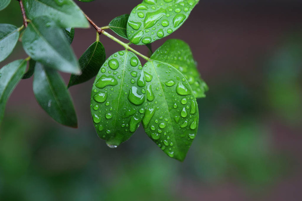 Doğal zemin üzerine ıslak yapraklar - Fotoğraf, Görsel
