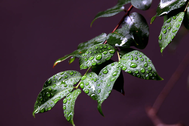 Wet green leaves on natural background - Photo, Image