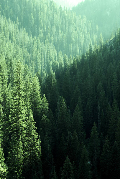 Pine Forest Trees in Wilderness and Mountains - Zdjęcie, obraz