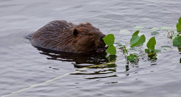 Belle image isolée d'un castor mangeant des feuilles dans le lac
 - Photo, image