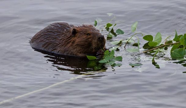Hermosa foto con un castor comiendo hojas en el lago
 - Foto, Imagen