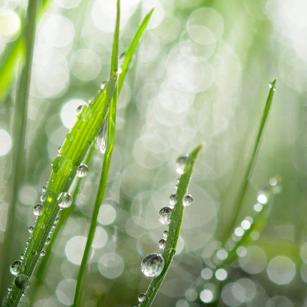 gotas de água na grama verde - Foto, Imagem