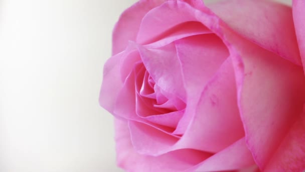 Pink rose - Felvétel, videó