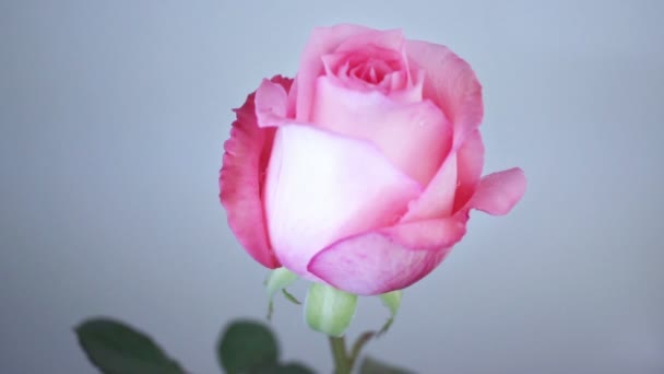 růžová růže - Záběry, video