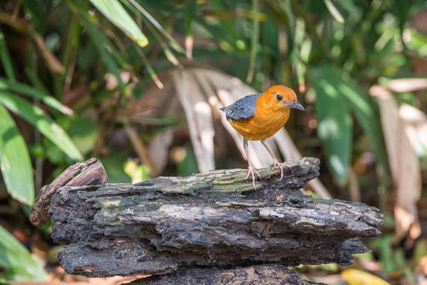 Bir vahşi doğada kuş (turuncu başlı ardıç) - Fotoğraf, Görsel