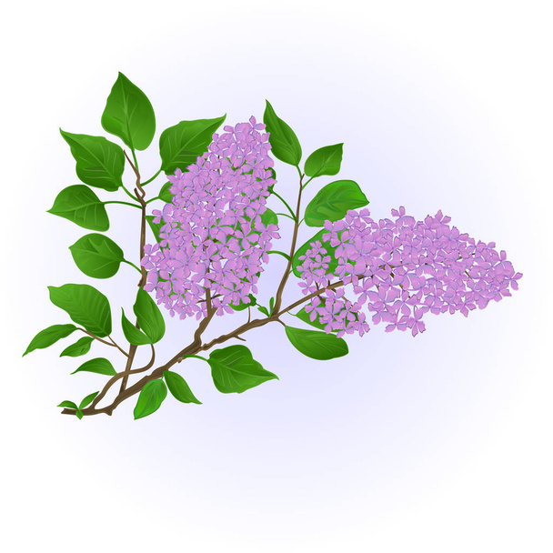 Twig Lilac with flowers and leaves vintage hand draw natural background vector - Vector, Image