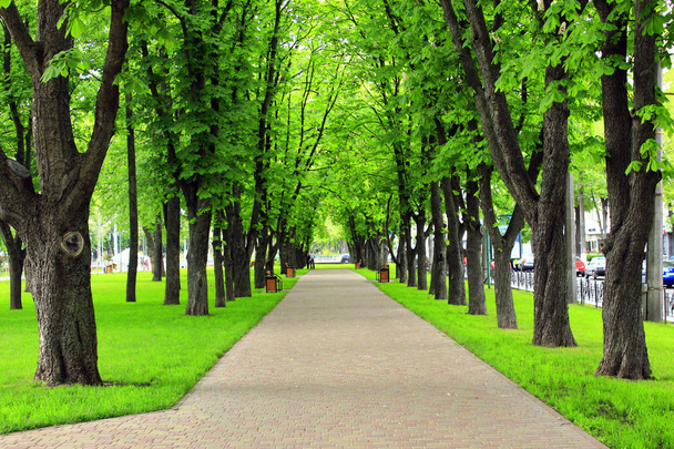 парк с красивой дорожкой и большими зелеными деревьями
 - Фото, изображение