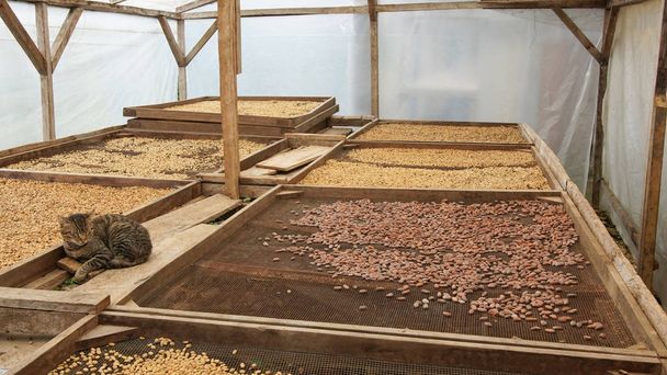 Secagem de grãos de cacau e café, São Tomé e Príncipe, África
 - Foto, Imagem