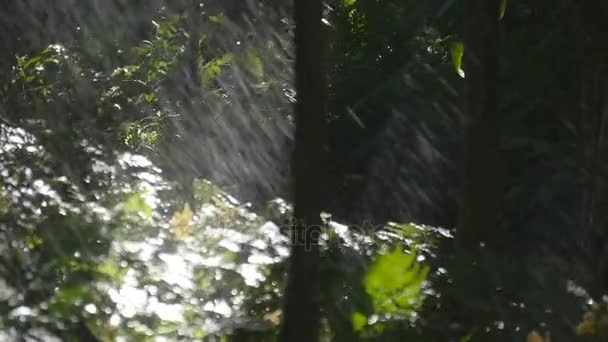 grüne Äste unter dem fallenden Regen. tropischer Regen im Wald. Zeitlupe - Filmmaterial, Video